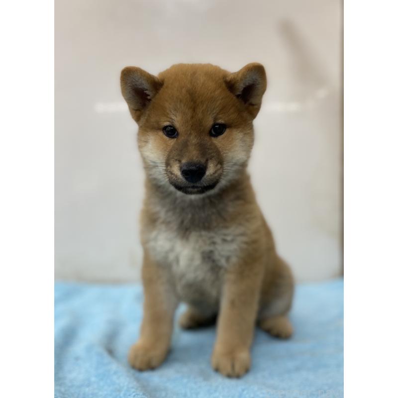 販売中の長野県の柴犬-404123の5枚目