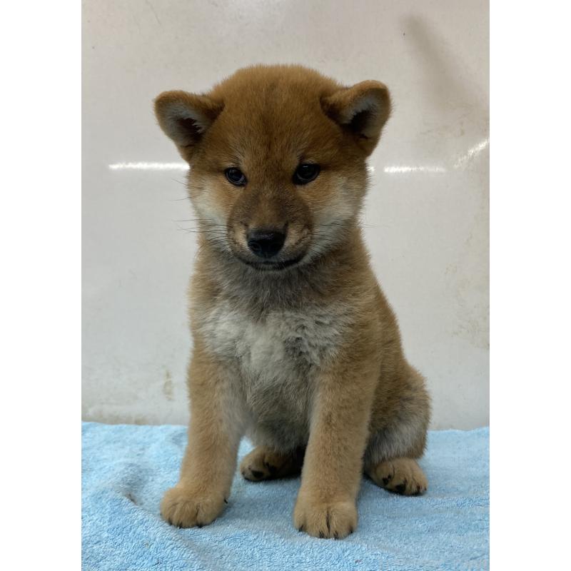 販売中の長野県の柴犬-404123の4枚目