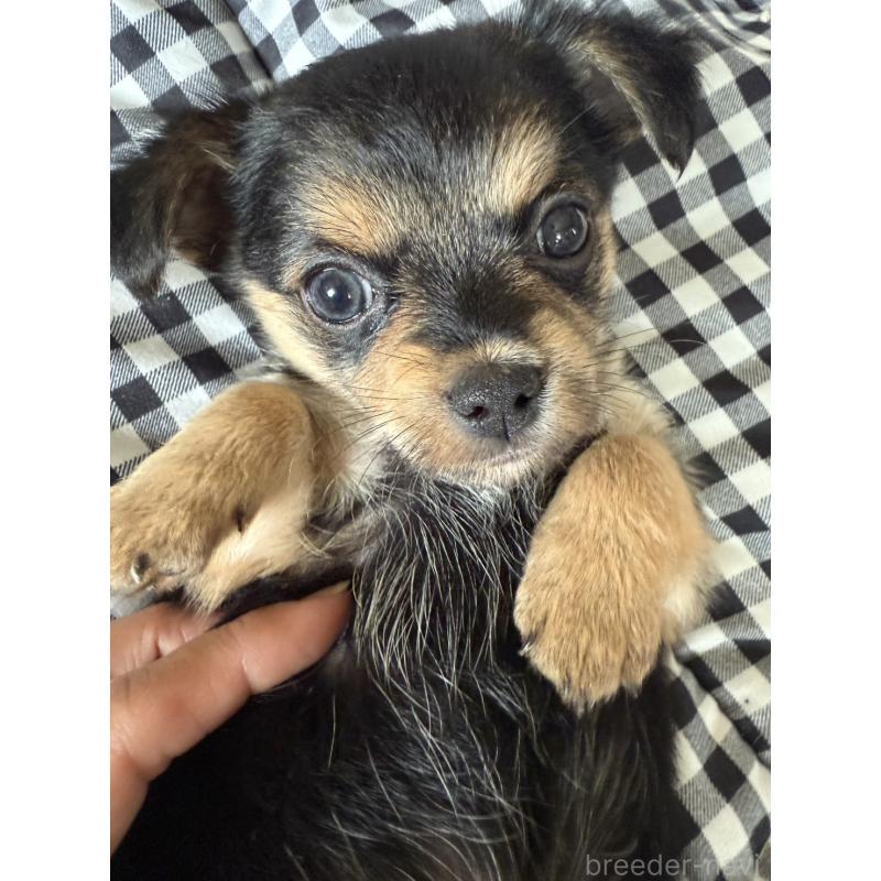 販売中の大阪府のミックス犬-404122の4枚目