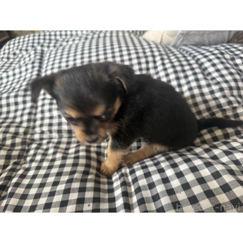 販売中の大阪府のミックス犬-404122の3枚目
