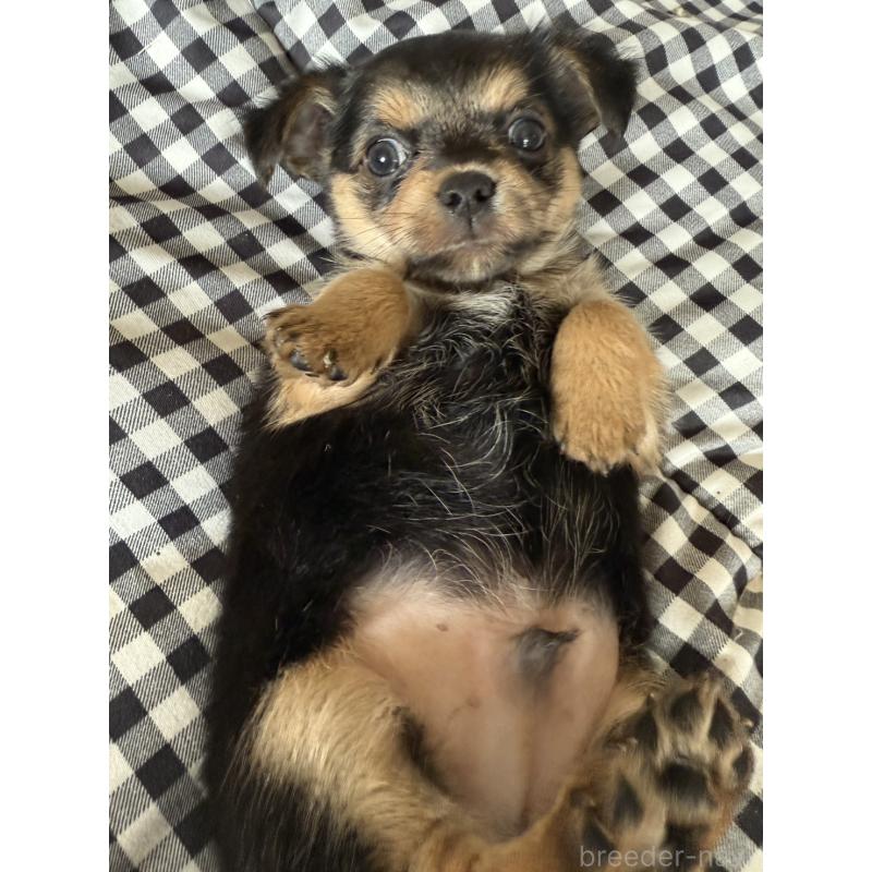 販売中の大阪府のミックス犬-404122の2枚目