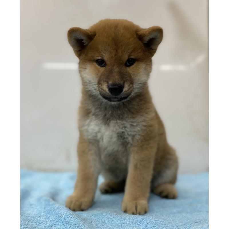 販売中の長野県の柴犬-404123の3枚目