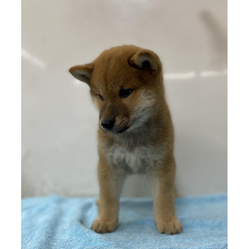販売中の長野県の柴犬-404123の2枚目