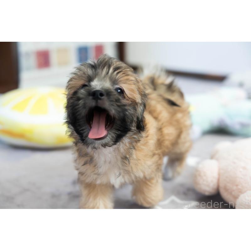 販売中の福岡県のミックス犬-387535の9枚目