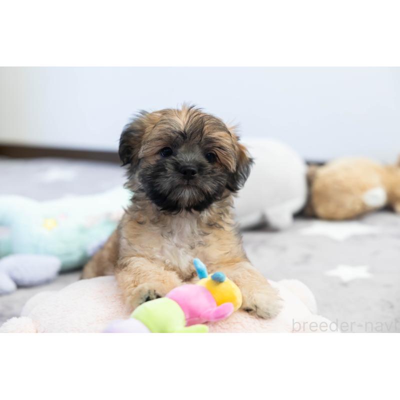 販売中の福岡県のミックス犬-387535の8枚目