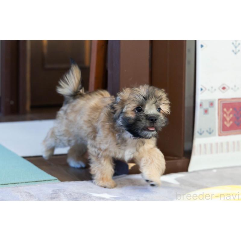 販売中の福岡県のミックス犬-387535の7枚目