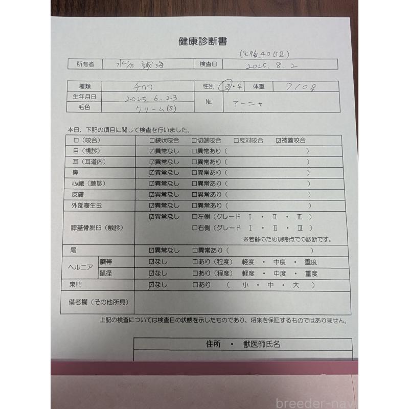 成約済の愛知県のチワワ(スムースコート)-401800の22枚目