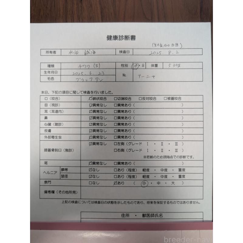 販売中の愛知県のチワワ(スムースコート)-404141の13枚目