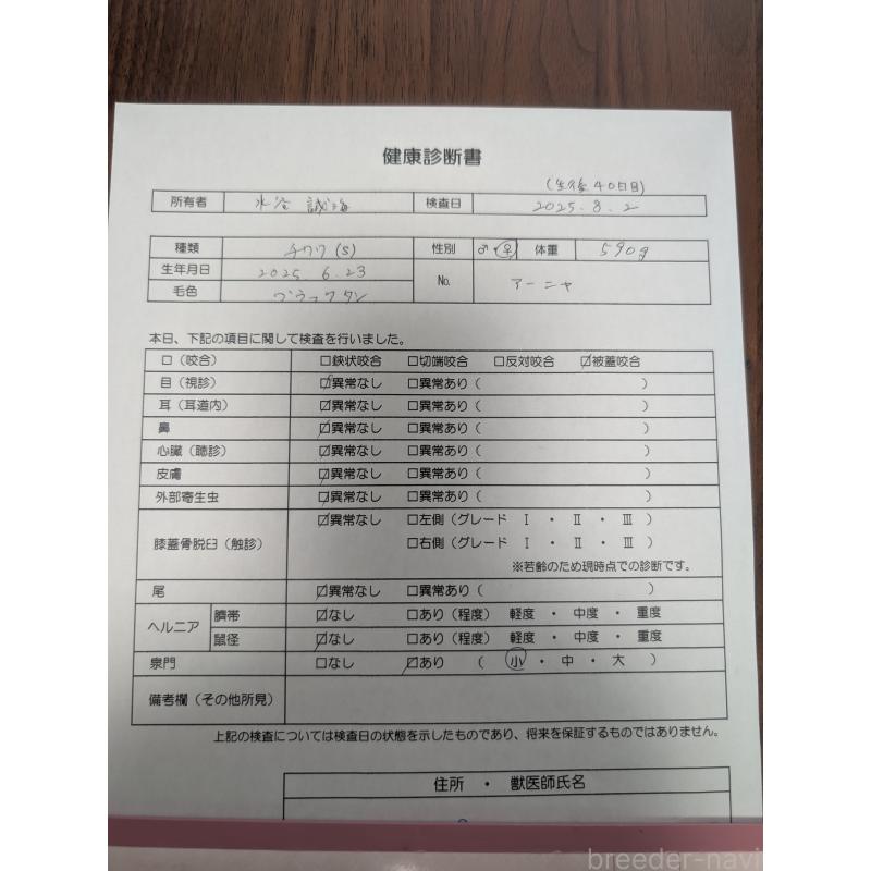 販売中の愛知県のチワワ(スムースコート)-404142の13枚目