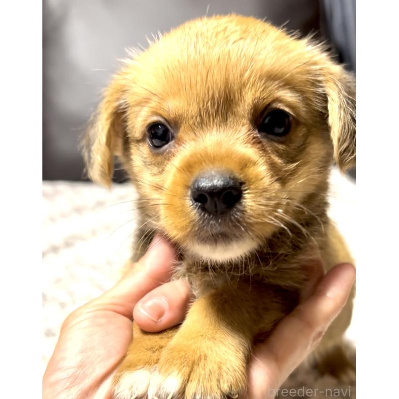 販売中の奈良県のミックス犬-404261の11枚目