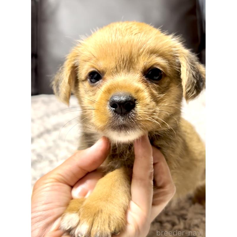 販売中の奈良県のミックス犬-404261の1枚目