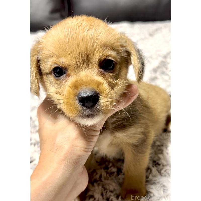 販売中の奈良県のミックス犬-404261の10枚目