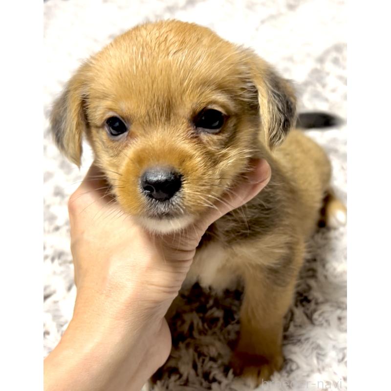 販売中の奈良県のミックス犬-404261の9枚目