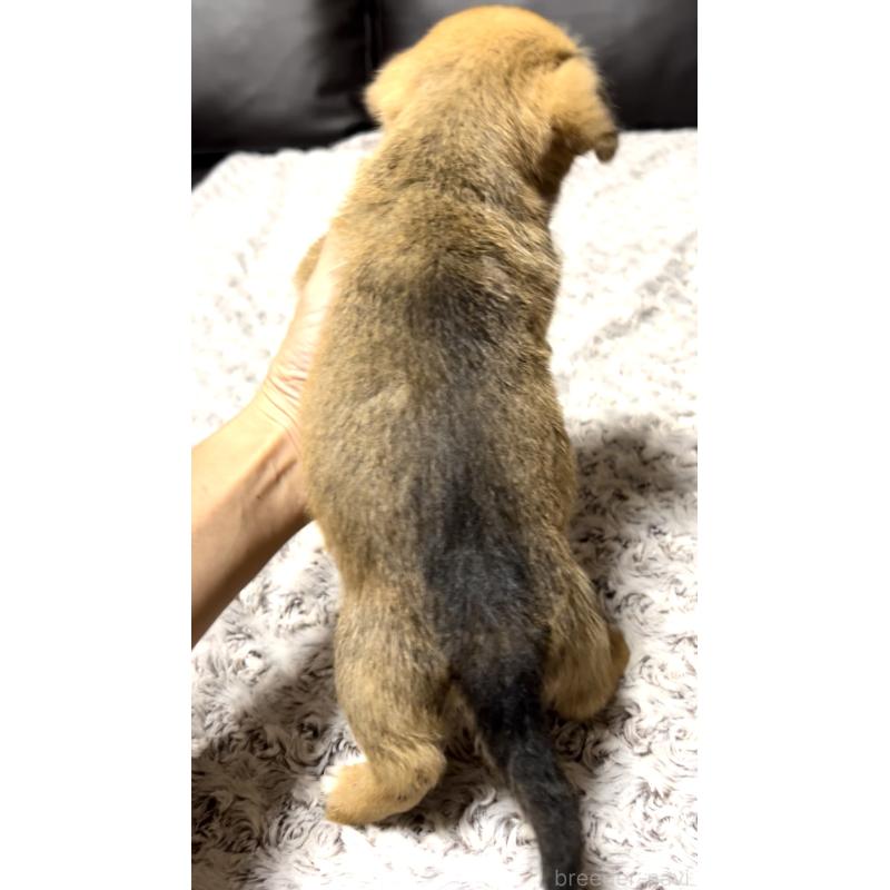 販売中の奈良県のミックス犬-404261の8枚目