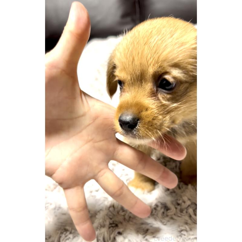 販売中の奈良県のミックス犬-404261の7枚目