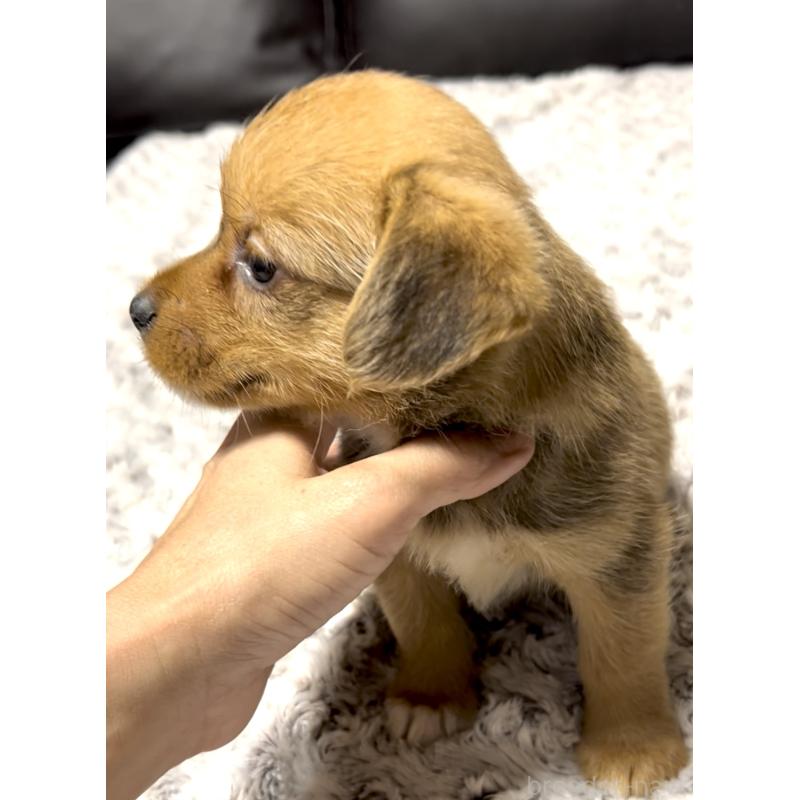 販売中の奈良県のミックス犬-404261の6枚目