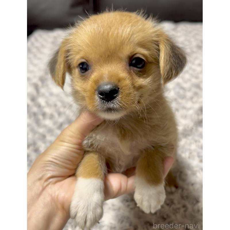 販売中の奈良県のミックス犬-404261の5枚目