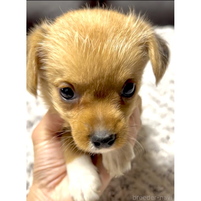 販売中の奈良県のミックス犬-404261の4枚目