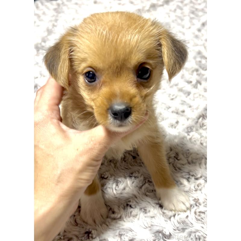販売中の奈良県のミックス犬-404261の3枚目