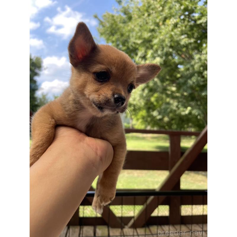 販売中の大分県のミックス犬-404331の4枚目