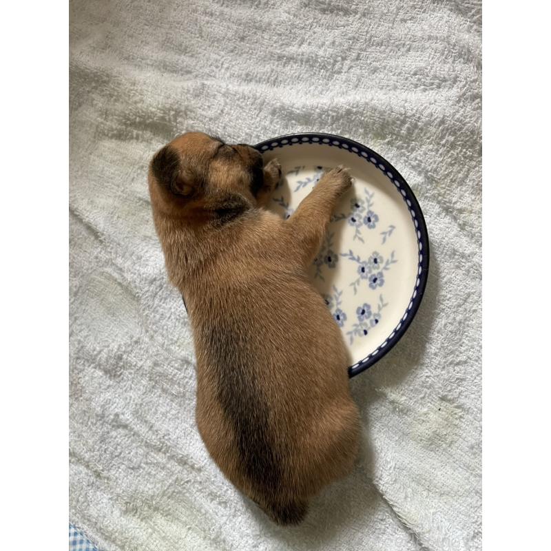 販売中の大分県のミックス犬-404331の3枚目