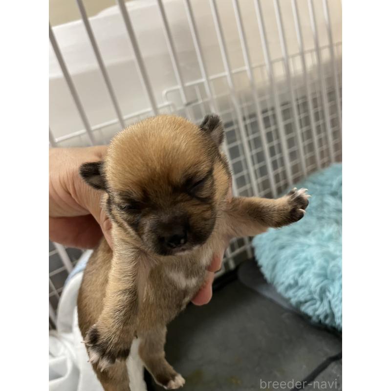 販売中の大分県のミックス犬-404331の2枚目