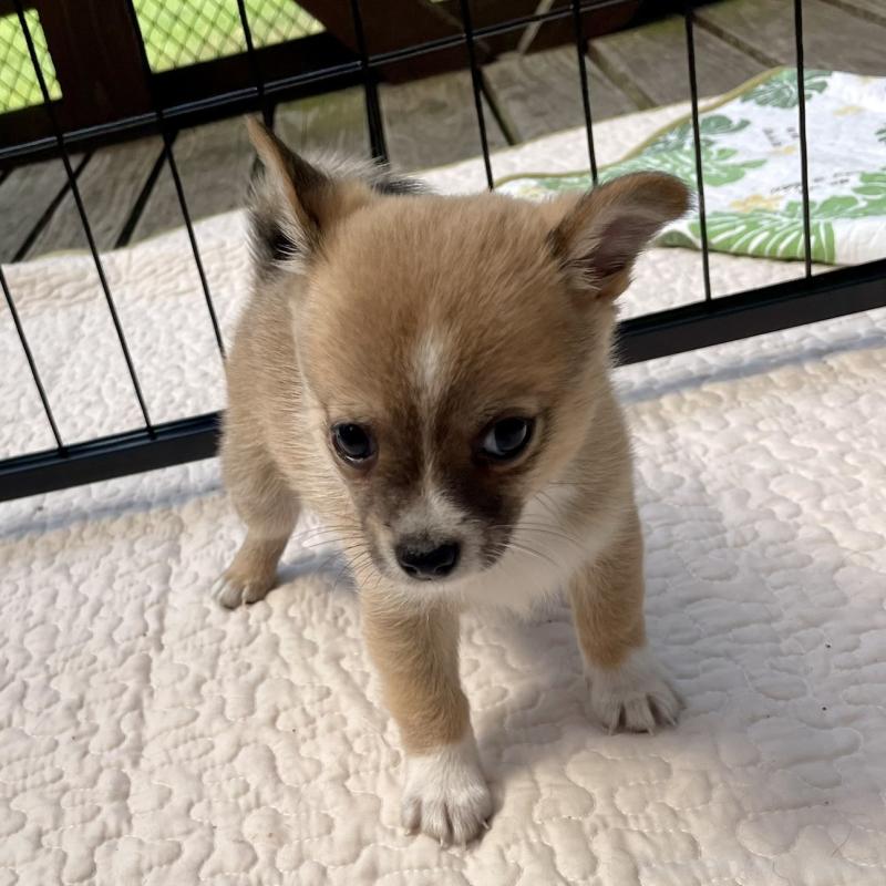 販売中の大分県のミックス犬-404332の7枚目