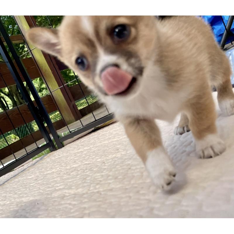 販売中の大分県のミックス犬-404332の6枚目