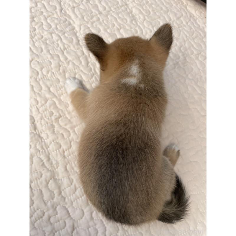 販売中の大分県のミックス犬-404332の5枚目