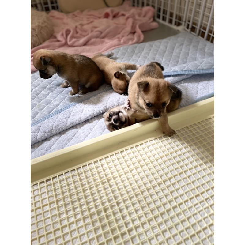 販売中の大分県のミックス犬-404332の4枚目