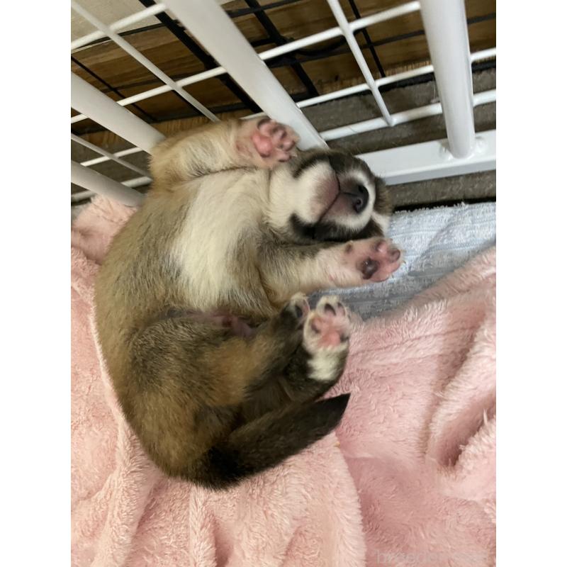 販売中の大分県のミックス犬-404332の3枚目