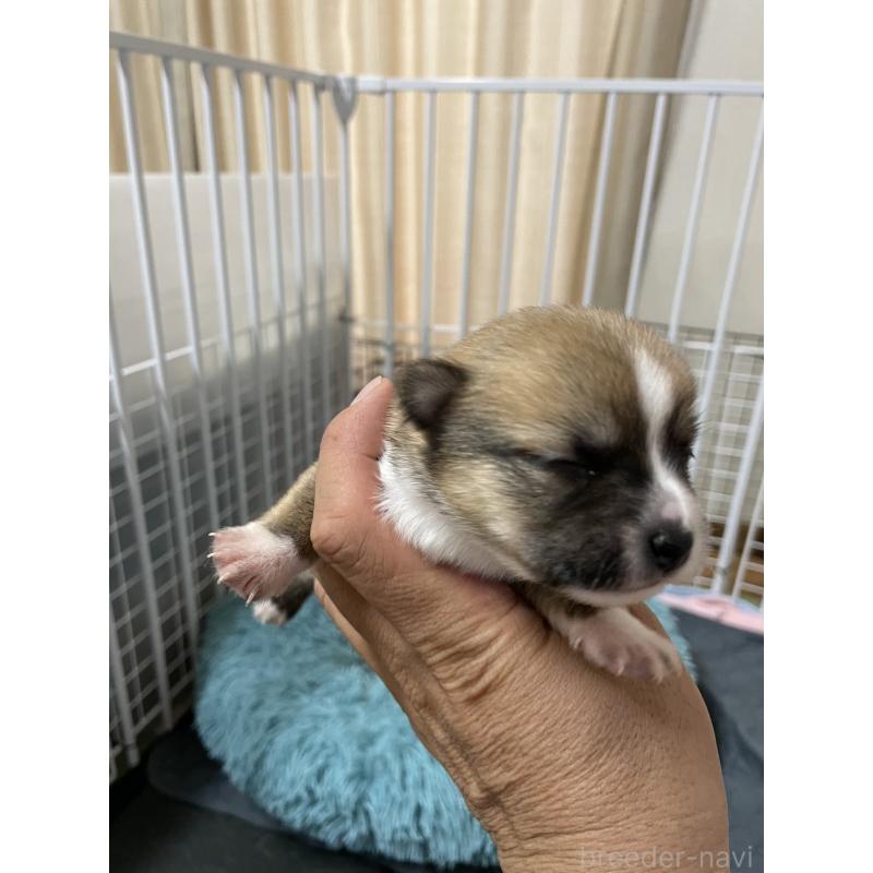 販売中の大分県のミックス犬-404332の2枚目