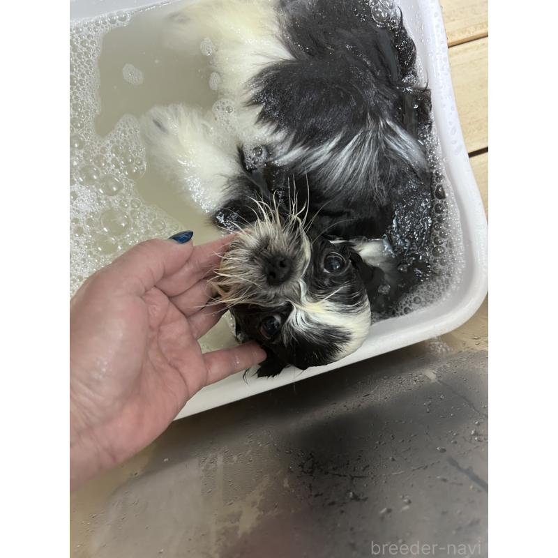 販売中の鹿児島県のシーズー-395722の4枚目