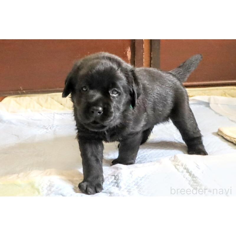 販売中の岡山県のラブラドールレトリーバー-404333の3枚目