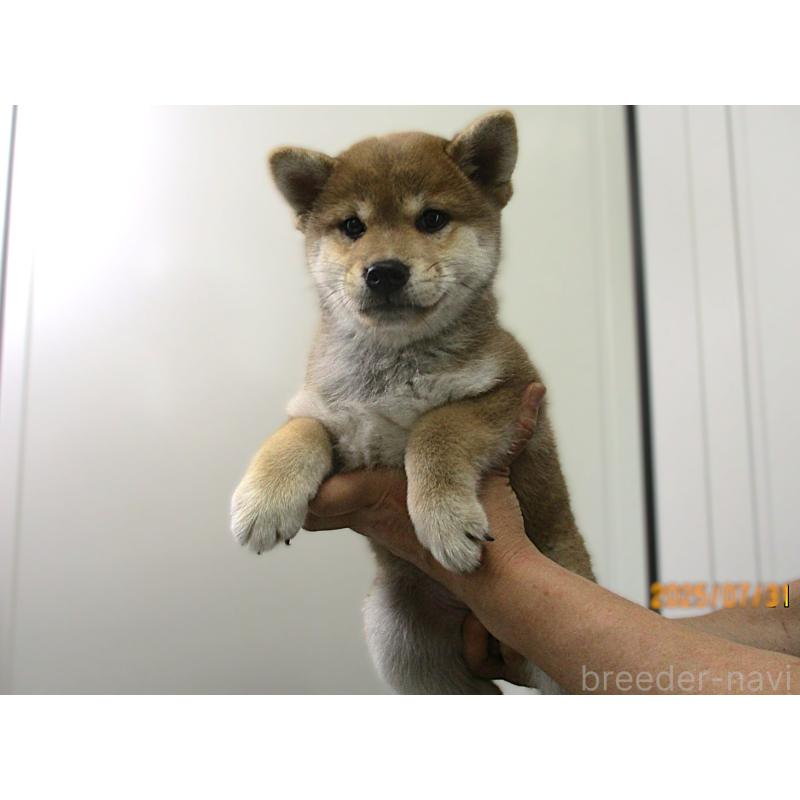 販売中の宮城県の柴犬-394574の5枚目