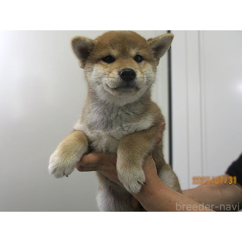 販売中の宮城県の柴犬-394574の4枚目