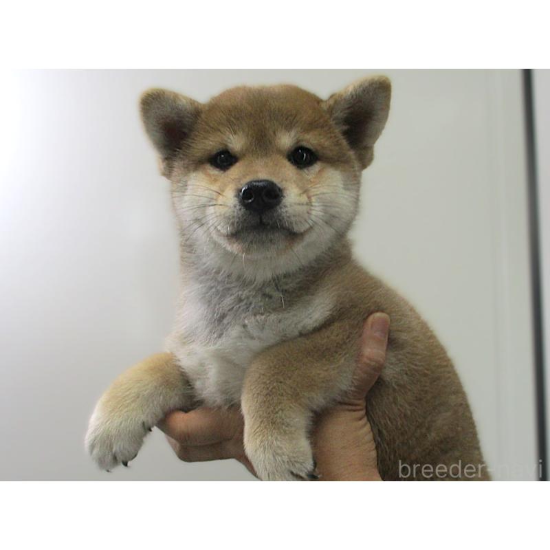 販売中の宮城県の柴犬-394574の3枚目
