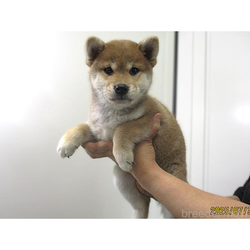 販売中の宮城県の柴犬-394574の2枚目