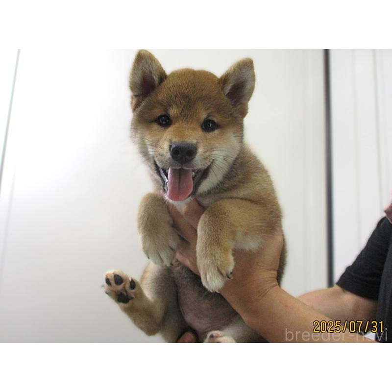 販売中の宮城県の柴犬-404336の5枚目