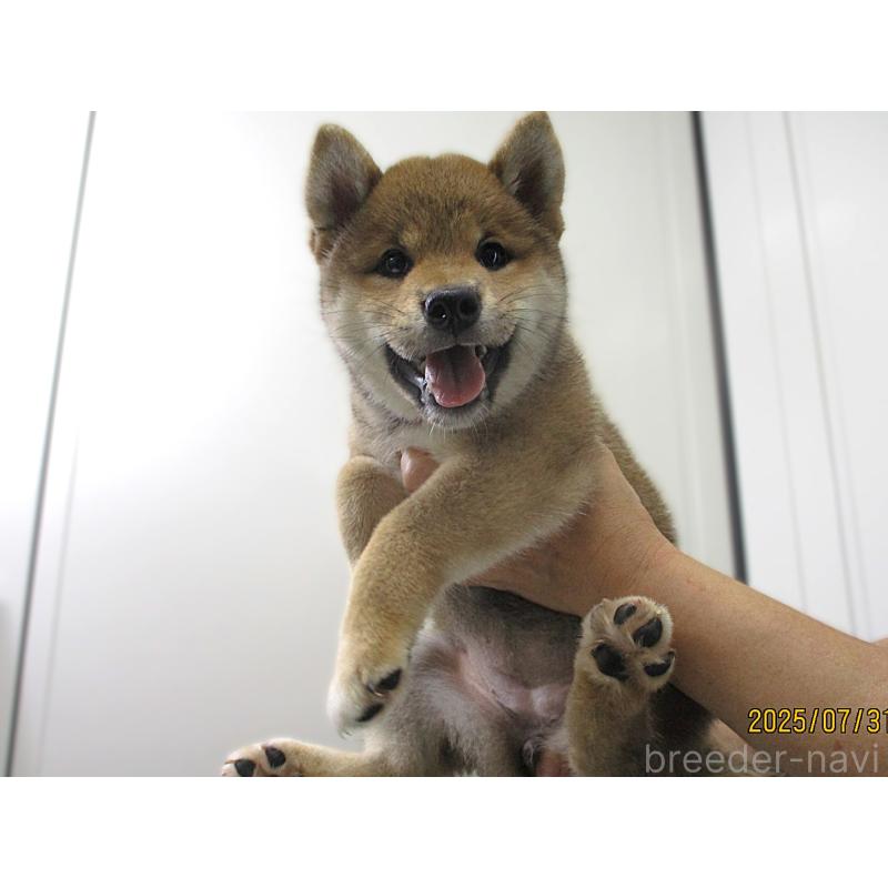 販売中の宮城県の柴犬-404336の4枚目