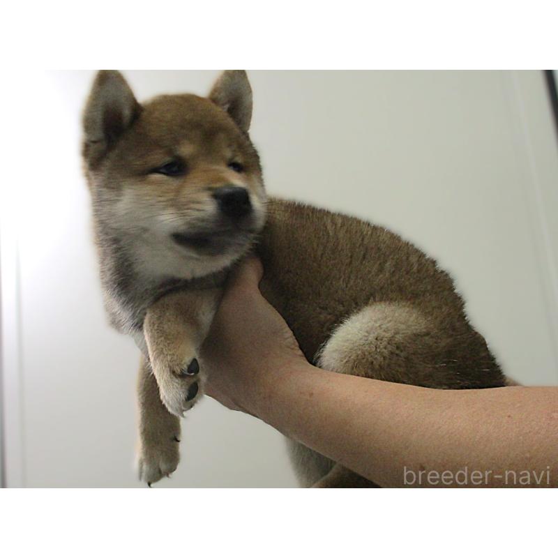 販売中の宮城県の柴犬-404336の3枚目