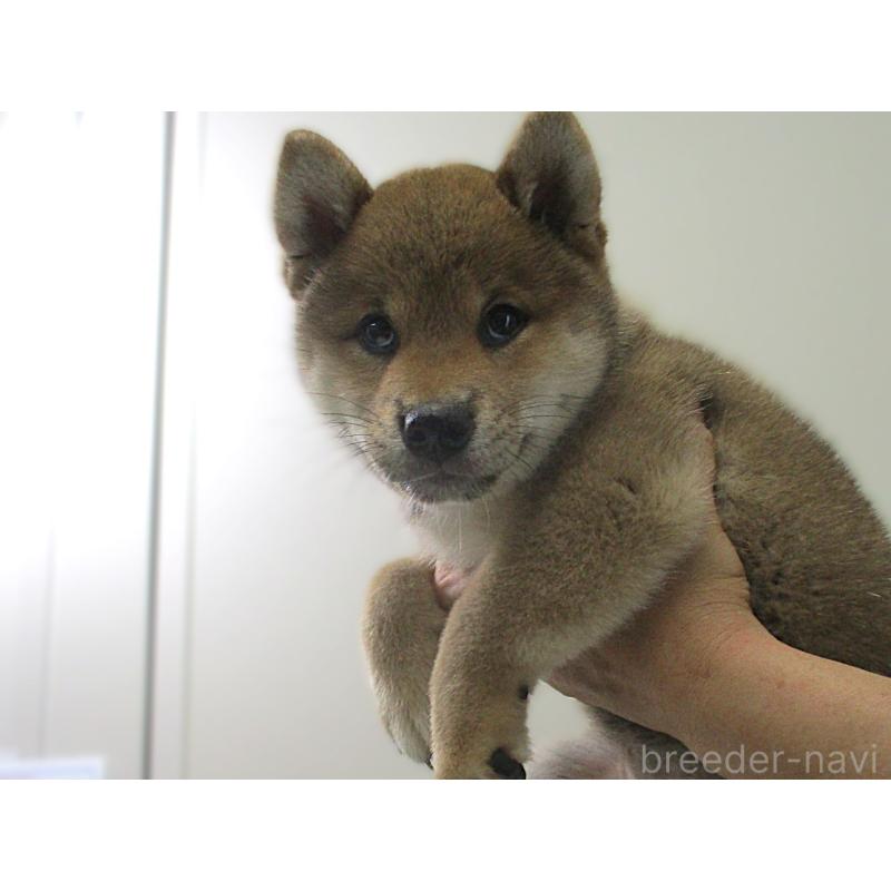 販売中の宮城県の柴犬-404336の2枚目