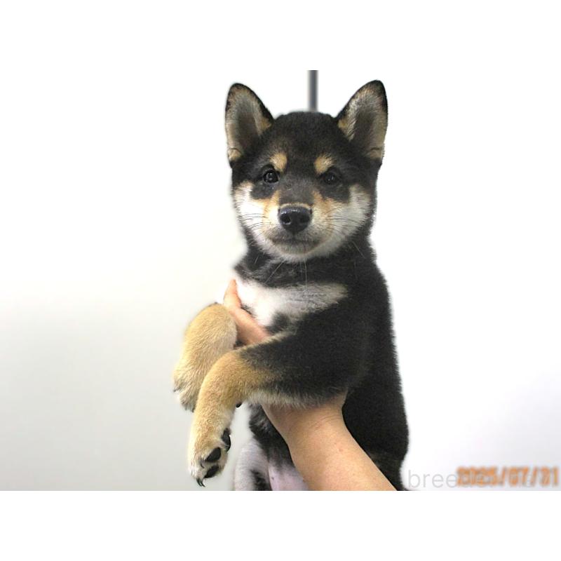 成約済の宮城県の柴犬-394570の5枚目