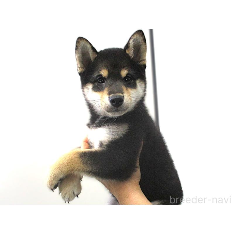 成約済の宮城県の柴犬-394570の4枚目