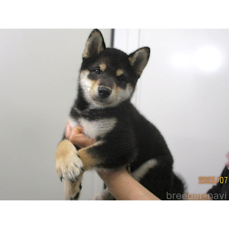 成約済の宮城県の柴犬-394570の3枚目