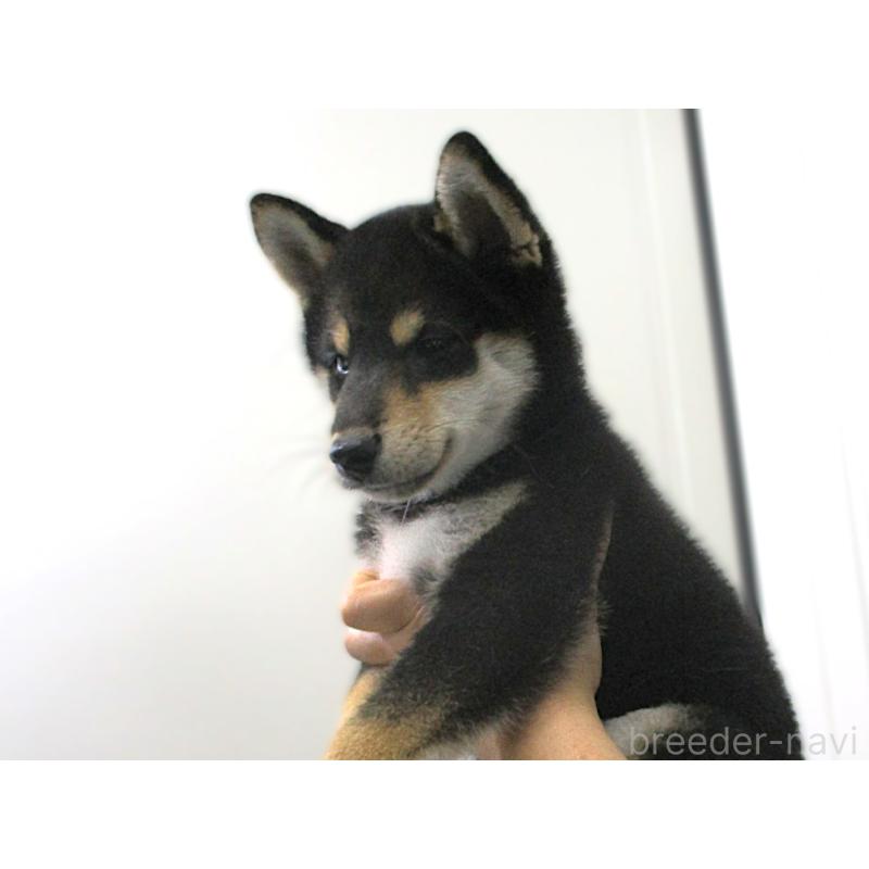 成約済の宮城県の柴犬-394570の2枚目