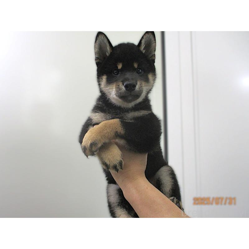 販売中の宮城県の柴犬-404338の5枚目