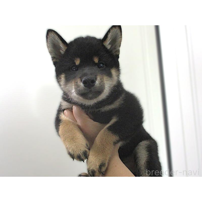 販売中の宮城県の柴犬-404338の4枚目