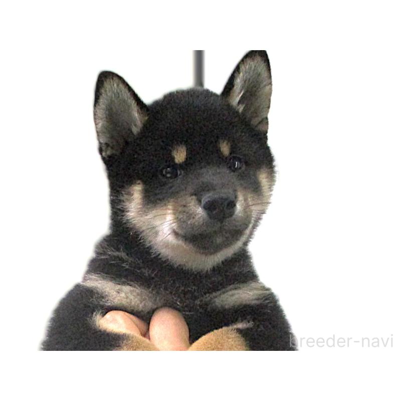 販売中の宮城県の柴犬-404338の3枚目