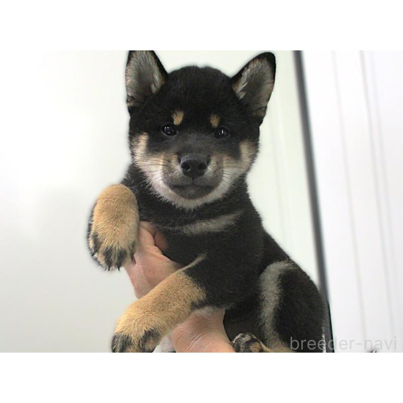 販売中の宮城県の柴犬-404338の2枚目